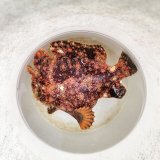 画像: 《近海産海水魚》オオモンカエルアンコウ(2Lサイズ) …