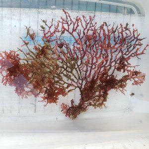 画像: 《近海産海洋生物》トゲナシヤギ（朽ち木）