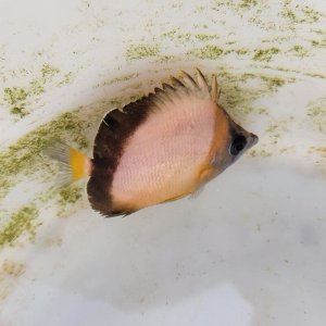 画像: 《近海産海水魚》【熊野灘産】シラコダイ(SMサイズ)1匹…ハンドコート採取