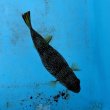 画像5: 《近海産海水魚》ムシフグ(1匹)…ハンドコート採取
