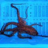 画像: 《近海産甲殻類》サメハダテナガダコ(MLサイズ)…ハンドコート採取