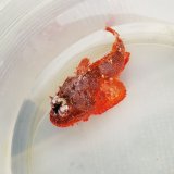 画像: 《近海産海水魚》【レアサイズ】ヒメサツマカサゴ（Lサイズ）（画像の個体です）…ハンドコート採取