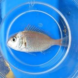 画像: 《近海産海水魚》チダイ幼魚