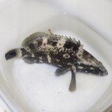 画像: 《近海産海水魚》ハクテンハタ　Mサイズ…当店ハンドコート採取