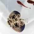 画像1: 《近海産海水魚》セミホウボウ 幼魚（1匹）…ハンドコート採取