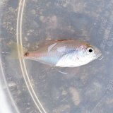 画像: 《近海産海水魚》【珍サイズ】ヒメフエダイ幼魚(1匹)…当店ハンドコート採取