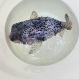 画像: 《近海産海水魚》☆★☆イシガキフグのカラーバリエーション（青系）…ハンドコート採取