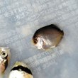 画像2: 《近海産海水魚》【激レアサイズ】ナメラヤッコ幼魚（画像の個体です）紀伊半島産・・当店ハンドコート採取