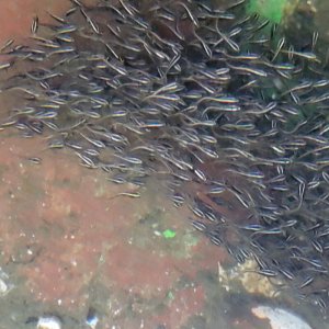 画像: 《近海産海水魚》ゴンズイ幼魚 30匹セット…当店ハンドコート採取