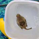 画像: 《近海産海水魚》ウミスズメ（SMサイズのフリー個体）‥近海ハンドコート採取