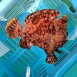 画像: 《近海産海水魚》【マルチカラー】オオモンカエルアンコウ（画像の個体です）…ハンドコート採取