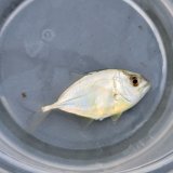 画像: 《近海産海水魚》ギンガメアジ属の幼魚…当店ハンドコート採取