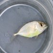 画像2: 《近海産海水魚》ギンガメアジ属の幼魚…当店ハンドコート採取