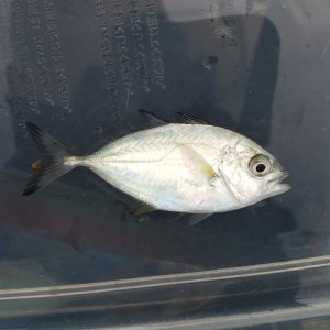 画像: 《近海産海水魚》カスミアジ　幼魚(1匹)・・当店ハンドコート採取★☆激レアサイズでおススメです！