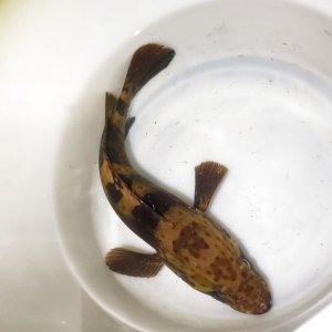 画像: 《近海産海水魚》チャイロマルハタ(Lサイズ箱単独梱包)…当店ハンドコート採取