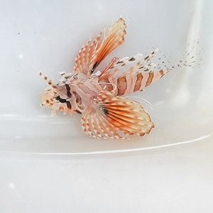 画像: 《近海産海水魚》キリンミノ カサゴ…当店ハンドコート採取☆★サマーセール商品