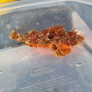 画像: 《近海産海水魚》オニカサゴ(画像の個体です)珍サイズ…ハンドコート採取