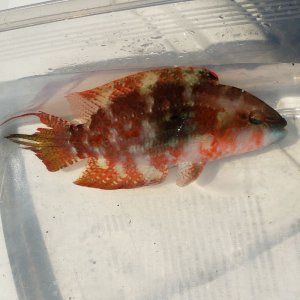 画像: 《近海産海水魚》タコベラ（入荷珍）…ハンドコート採取