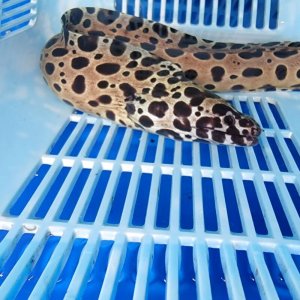 画像: 《近海産海水魚》☆熊野灘産☆ニセゴイシウツボ（画像の個体です）…ハンドコート採取‥スーパーセール中！！