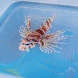画像: 《近海産海水魚》【激レアサイズ】キリンミノ カサゴ幼魚…当店ハンドコート採取