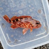 画像: 《近海産海水魚》カサゴ(1匹)‥ハンドコート採取