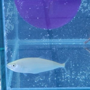 画像: 《近海産海水魚》【激レア】イケカツオ（Sサイズ）・・当店ハンドコート採取