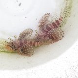 画像: 《近海産海水魚》キリンミノカサゴのペアー(画像の2匹です)…当店が素潜りでペア―採取しました。