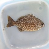 画像: 《近海産海水魚》イスズミ（Ｓサイズ）…ハンドコート採取