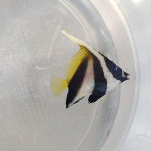 画像: 《近海産海水魚》【珍】オニハタタテダイ　幼魚・・・当店ハンドコート個体