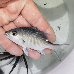 画像: 《近海産海水魚》【珍】バラフエダイ（1匹)…当店ハンドコート採取