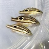 画像: 《近海産海水魚》クロホシフエダイ幼魚の2匹セット…当店ハンドコート採取