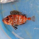 画像: 《近海産海水魚》ホウセキキントキ幼魚…