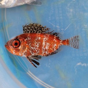 海水魚 海洋生物 アクアマリンズ】販売 通販 卸 小売 (Page 4)