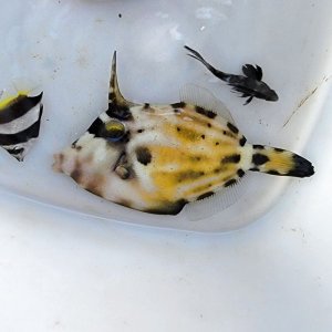 画像: 《近海産海水魚》メガネウマヅラハギ（Sサイズ）…ハンドコート採取