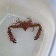 画像1: 《近海産甲殻類》ツノダシヒシガニ（画像の個体です）…赤いです