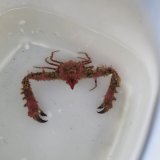 画像: 《近海産甲殻類》ツノダシヒシガニ（画像の個体です）…赤いです