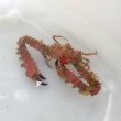 画像3: 《近海産甲殻類》ツノダシヒシガニ（画像の個体です）…赤いです