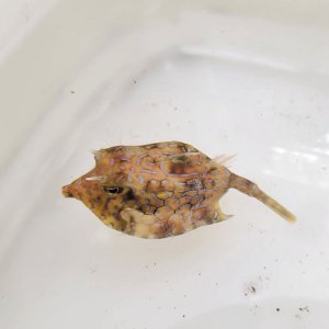 画像: 《近海産海水魚》シマウミスズメ（Sサイズ）…ハンドコート採取