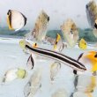 画像1: 《近海産海水魚》ミナミギンポ…当店ハンドコート採取