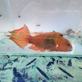 画像: 《近海産海水魚》タコベラ（入荷珍）…ハンドコート採取