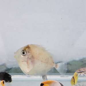 画像: 《近海産海水魚》テングハギ属の幼魚（画像の個体です）…ハンドコート個体