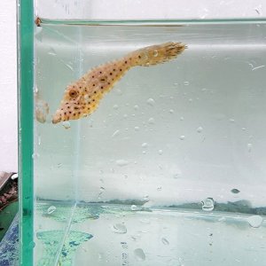 画像: 《近海産海水魚》ソウシハギ（SSサイズ）‥ハンドコート採取