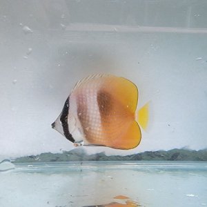 画像: 《近海産海水魚》ミゾレチョウチョウウオ（熊野灘産）・・・ハンドコート採取