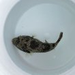 画像2: 《近海産海水魚》モヨウフグ(画像の個体です)…ハンドコート採取