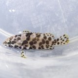 画像: 《近海産海水魚》カンモンハタ幼魚【珍サイズ】…当店ハンドコート採取