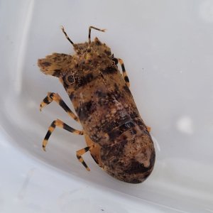 画像: 《近海産甲殻類》キタンヒメセミエビ…(Mサイズのフリー個体)ハンドコート採取
