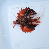 画像: 《近海産海水魚》【ウルトラレアサイズ】セトミノカサゴ幼魚…ハンドコート採取