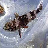 画像: 《近海産海水魚》ムラソイ幼魚（珍サイズ）…当店ハンドコート採取