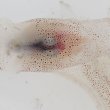 画像6: 《深海性甲殻類》冷凍ユウレイイカ(外套長16〜20センチ±)1匹‥40％OFFセール中！