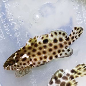 画像: 《近海産海水魚》ヒレグロハタ　幼魚…当店ハンドコート採取